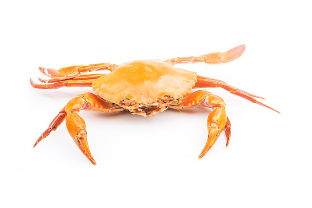 Crab isolated on white background.