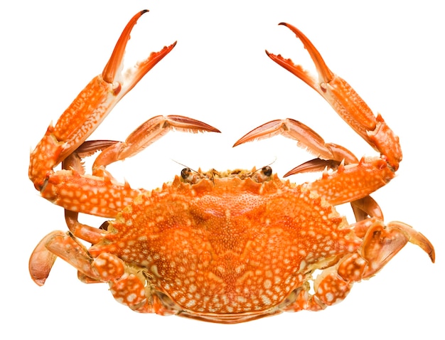 Photo crab isolated on white background