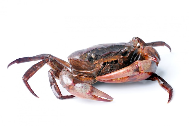 Crab isolated