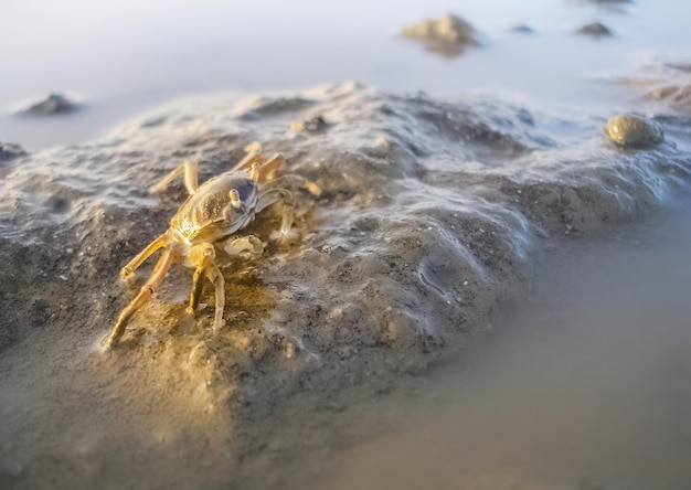 Crab On The Mud