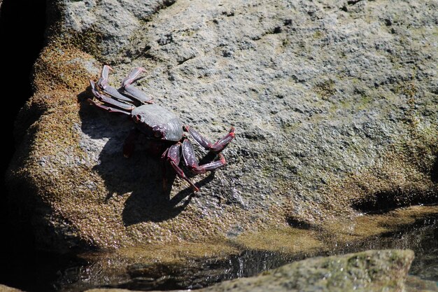 写真 岩の形成上のカニ