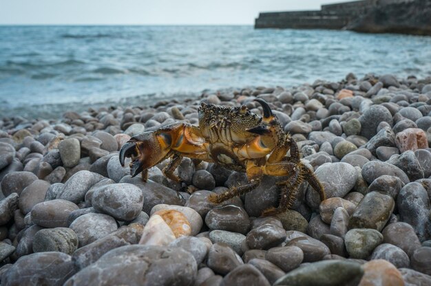 Crab on a pebbly shore with a raised left claw