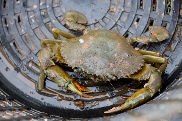 Crab in plastic baskets.