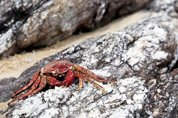 crab on the rock at the beach