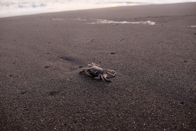 Granchio sulla spiaggia di sabbia durante l'estate