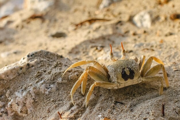 Photo crab on sand