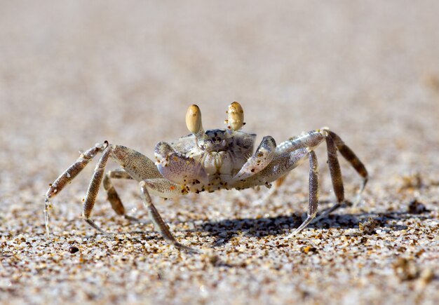 砂の上のカニ