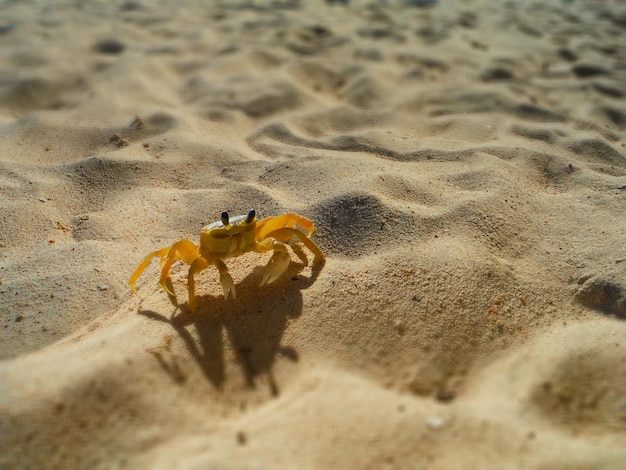 Foto il granchio sulla spiaggia sabbiosa