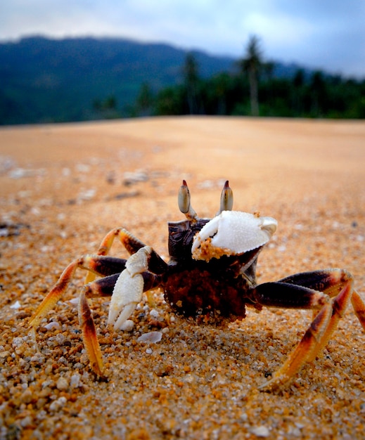 A crab on a sandy beach