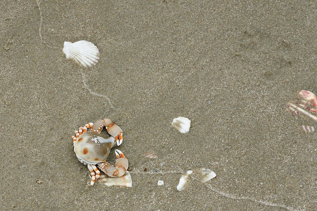 Crab and seashells on the sandy shore