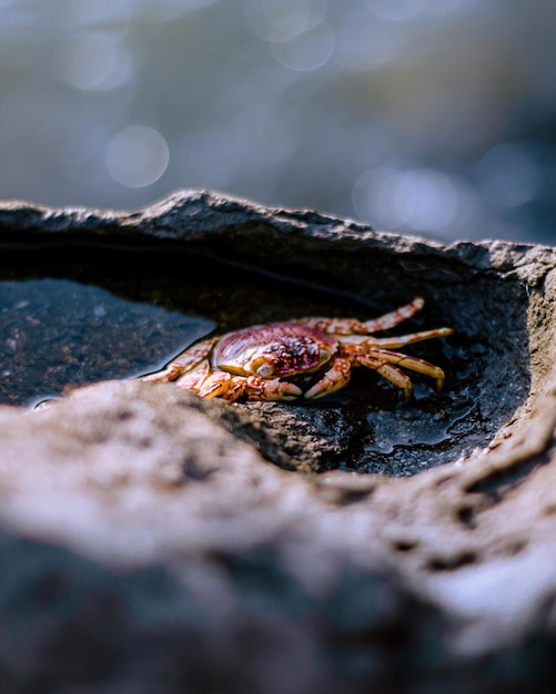 Photo crab shell on a stone