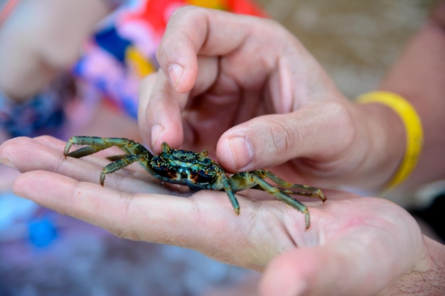 カニは手に座る、ぼやけた背景