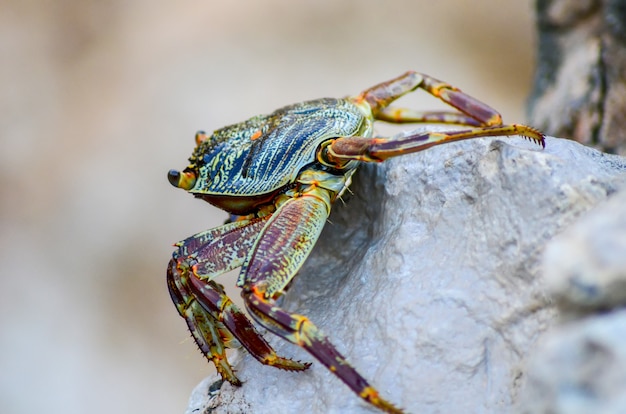 Crab sitting on the rocky shore of the Red Sea. Egypt, Sharm El Sheikh.