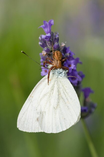 Crab Spider On Flower