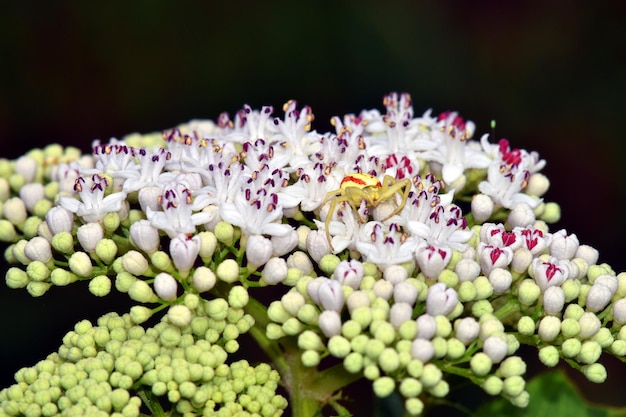 Паук-краб из семейства Thomisidae на белых цветках дейворта Sambucus ebulus в ожидании своей добычи