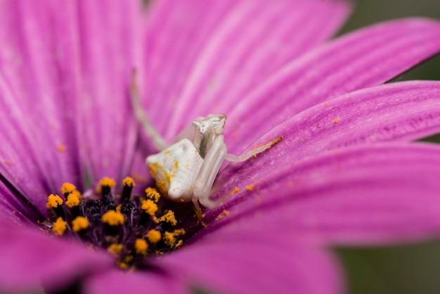 Crab spider hunting for insects