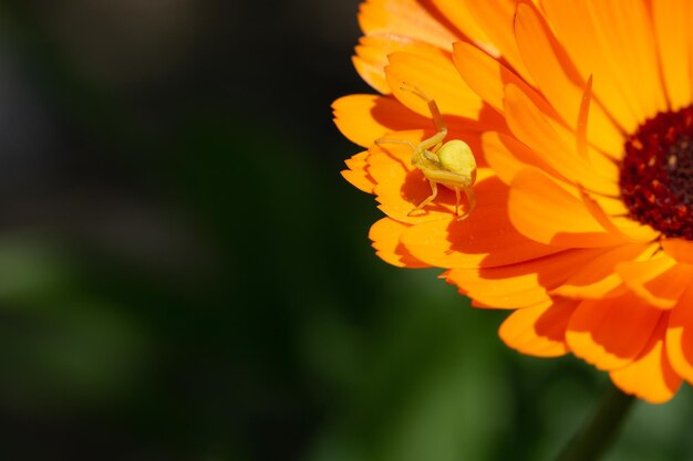 カニグモがキンセンカの花で犠牲者をカモフラージュして待つ