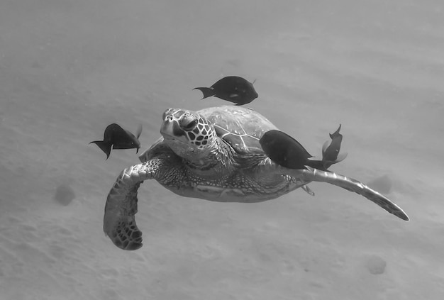 海で魚と泳ぐカニ