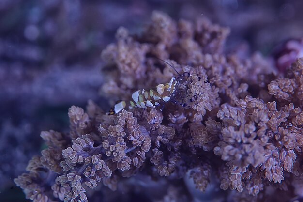 Crab underwater photo / small crab, underwater scene