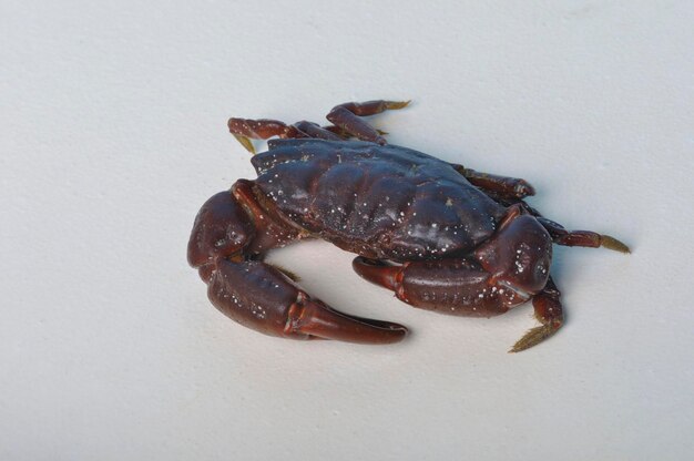 Photo crab on a white background