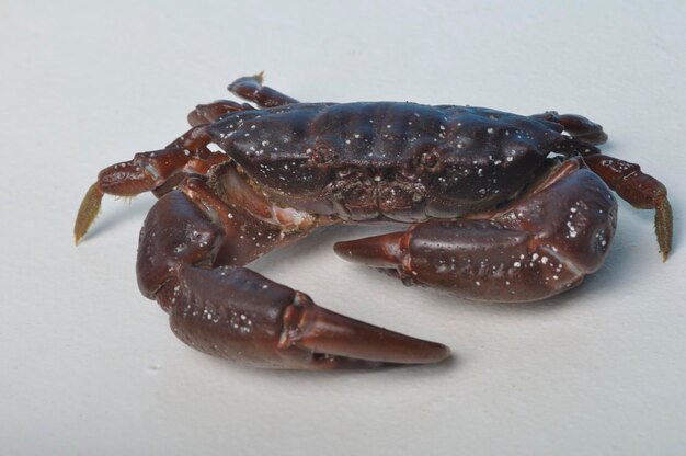 Crab on a white background