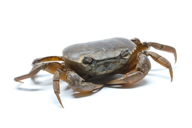 Crab on a white background