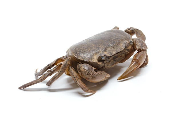 Crab on a white background