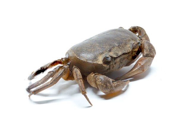 Premium Photo | Crab on a white background