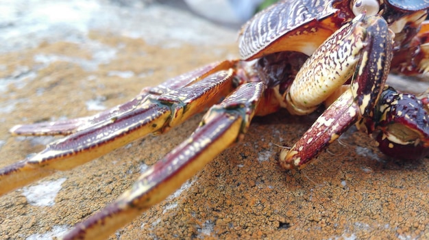 Photo crab