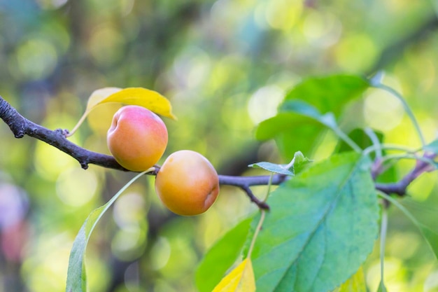 사진 초록색 사과 과일로 가득 찬 크라벨 나무 malus baccata 정원의 가지에 작은 사과