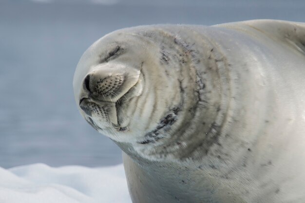 Foto foca crabeater su un flusso di ghiaccio, antartide