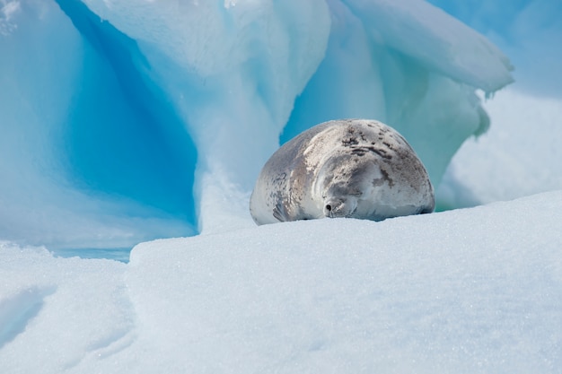 Морской котик на льду, Антарктида