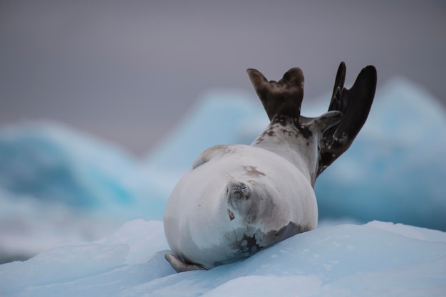 Photo crabeater seal on ice flow antarctica