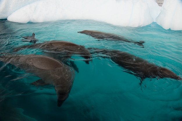 南極の水でカニクイアザラシ