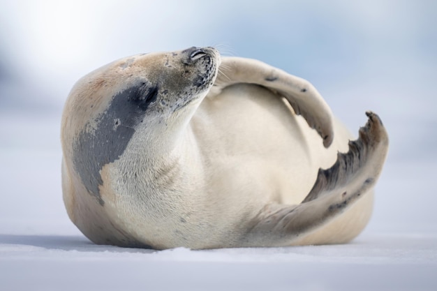 Crabeater zeehond ligt op sneeuw opheffende hoofd