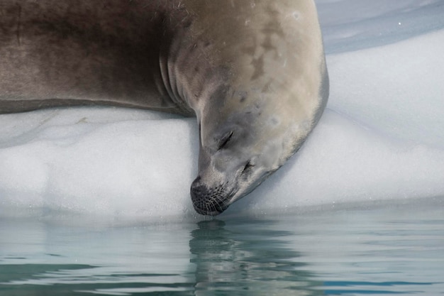 Foto crabeater-zeehond op het ijs in antarctica