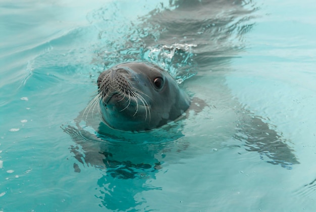 Crabeater zeehonden in het water