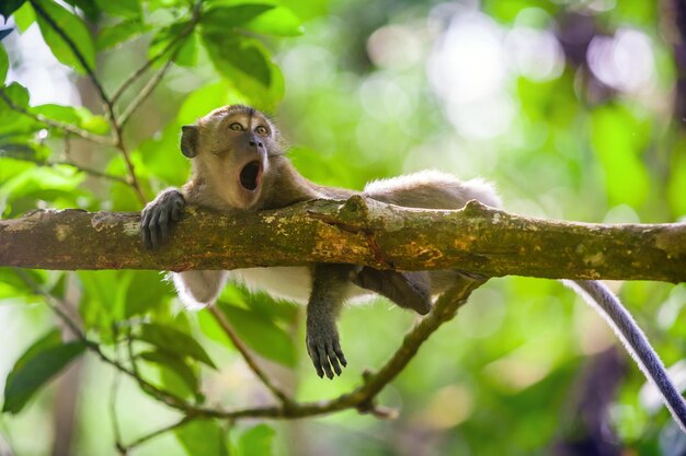Gunung Leuser 국립 공원 수마트라 인도네시아에서 Crabeating 원숭이 Macaca fascicularis