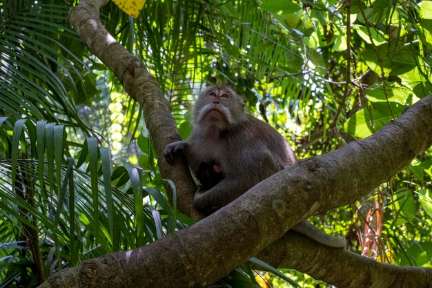 Крабовые макаки Macaca fascicularis lat в Обезьяньем лесу в Убуде, Бали, Индонезия