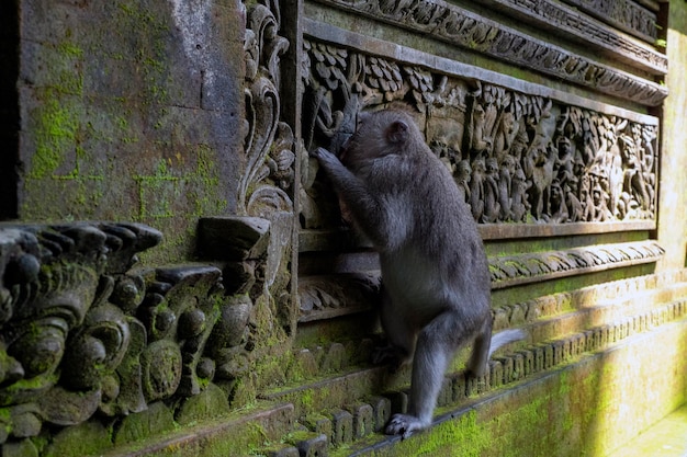 Crabeating makaken Macaca fascicularis lat bij Monkey Forest in Ubud Bali, Indonesië