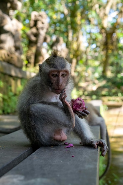 Crabeating makaken Macaca fascicularis lat bij Monkey Forest in Ubud Bali, Indonesië