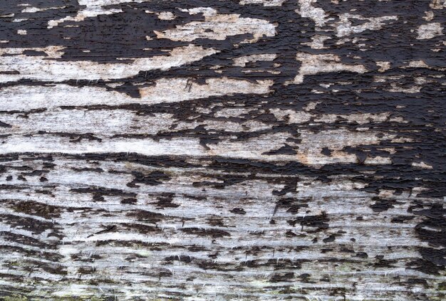 흰색으로 칠해진 오래된 나무 질감의 균열