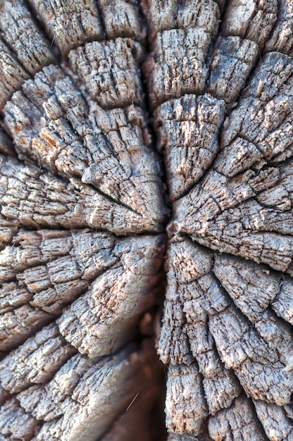Фото Треснувшие и обветренные деревянные бревна приклада. крупным планом