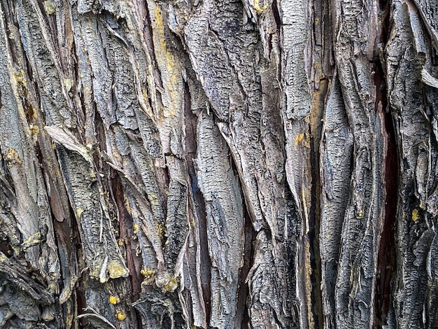 Cracked bark of the old trunk tree in autumn forest at day.\
beautiful natural wooden textured background. detailed dark brown\
tones of a trees