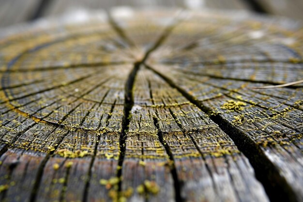 Photo cracked bark of a tree