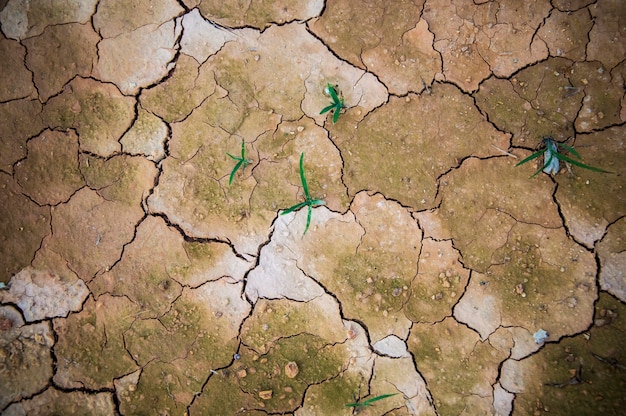 Cracked earth background