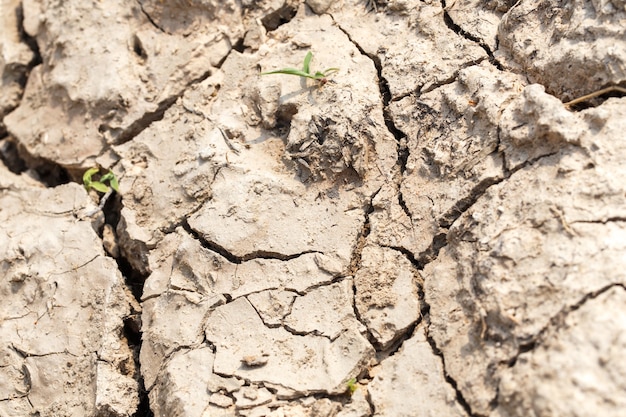 cracked earth