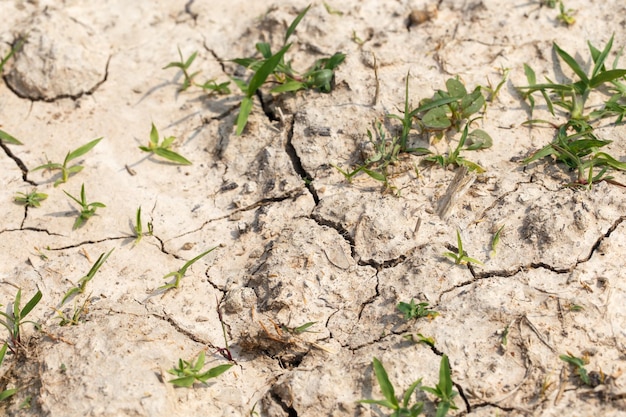 Foto terra incrinata