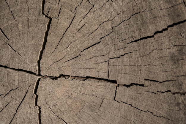 Cracked end of a log of a walnut