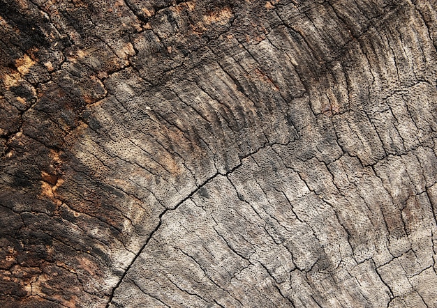 cracked old wood texture